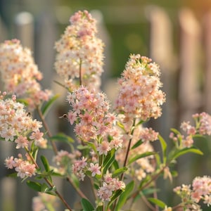 Spiraea Salicifolia Seeds – Hardy Perennial Shrub, Pink Summer Blooms, Non-GMO, Cold-Resistant Flowering Seeds