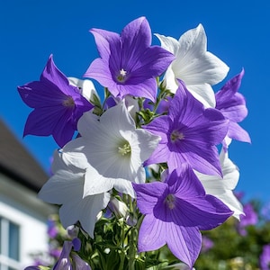 Mixed Color Platycodon Grandiflorus Seeds – Bellflower Balloon Flower Seeds for Garden, Rare Perennial Blooms, Easy to Grow