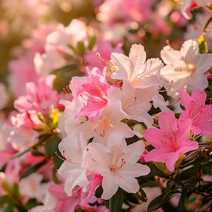 Mixed Color Azalea Flower Seeds | Rare Colorful Blooms | Perennial Shrub for Garden & Pots | Shade-Loving Beauty
