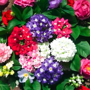 Rare Primula Auricula Seeds - Gorgeous Alpine Primrose for Your Garden
