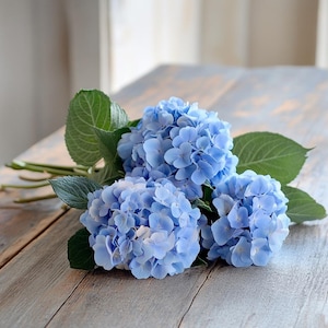 Blue Hydrangea Seeds - Stunning Large Blooms for Gardens Containers