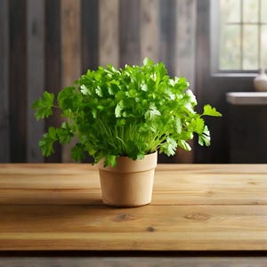 Organic Cilantro Seeds – Non-GMO, Fresh And Fragrant – High Yield, Easy to Grow – Perfect for Home Gardens & Containers