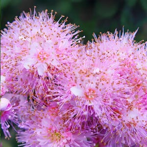 Spiraea Salicifolia Charmante Chrysantheme Samen - Lebendige und einfach zu züchtende Blumen für Ihren Garten