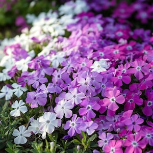 Mixed Creeping Phlox Seeds – Low-Growing Blooms for Rock Walls, Edges & Ground Cover