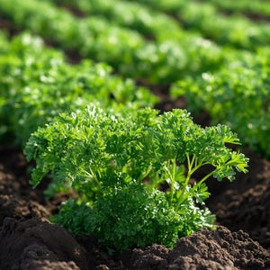 Nasiona pietruszki organicznej – bez GMO – wysoka wydajność, łatwe w uprawie – idealne do ogrodów domowych i pojemników