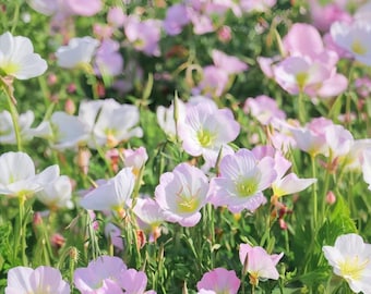 Common Evening Primrose Seeds Oenothera biennis seeds Pink Butterfly seeds beautiful distinct colored plant