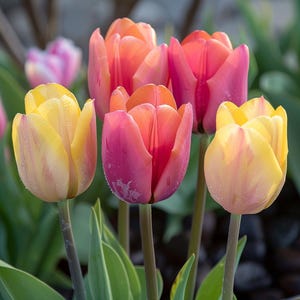 Mixed Color Tulip Seeds - Vibrant Spring Garden Variety Pack