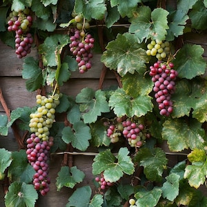 Non-GMO Grape Seeds for Planting – Juicy Sweet Vines – Easy to Grow Fruit for Garden, Trellis or Patio Pots