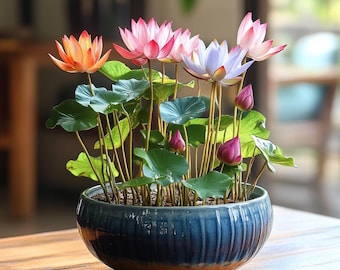 Bowl Lotus Seeds Mini Water Lily Sacred Lotus Bonsai for Small Ponds Pots Indoor Outdoor Water Garden Easy to Grow Gift Idea