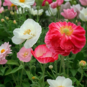 Icelandic poppy seeds cold and drought-resistant mixed color poppy seeds red poppy seeds for all-season planting in gardens
