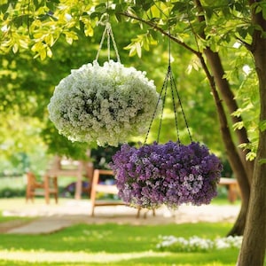 Fragrant Snowball Flower Seeds for Outdoor Garden Perennial Cold-Hardy Flowers, Groundcover, Flower Sea, Indoor Balcony Hanging