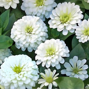 Zinnia Seeds - Illuminez votre jardin avec des couleurs époustouflantes - Facile à cultiver, attire les papillons
