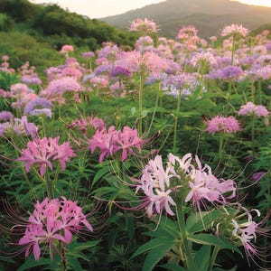 Mischungs-Farbe Cleome Spinosa Samen Spinnen-Blume Jährliche blühende hohe Garten-Pflanze Rosa-weiße lila duftende Blume, die einfach zu wachsen