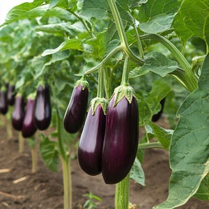 Semi di melanzane non OGM – Cimelio biologico, alta resa, viola intenso e saporito – Perfetti per giardini domestici e contenitori