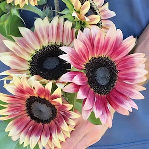 Aggiungi luminosità e allegria al tuo giardino: semi di girasole arcobaleno e orsetto di peluche