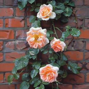 Mixed Color Climbing Rose Seeds - Vibrant Vertical Garden Blooms - Etsy