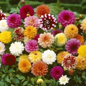 Mixed Color Dahlia Flower Seeds, Easy to Grow for Garden, Balcony, Indoor Pots, All-Season Planting