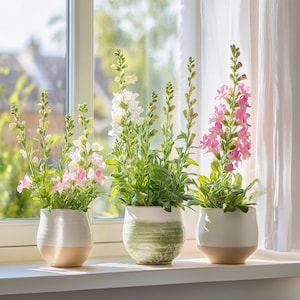 Mixed Color Snapdragon Flower Seeds | Colorful Antirrhinum Blooms | Annual Garden Flowers | Pots, Borders, Cut Flowers