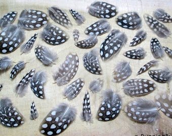 Cruelty Free Feathers Miniature Feather Guinea Fowl Feather Real Bird Feathers Loose Natural Feathers Real Feathers For Crafts Qty 30 < 1"