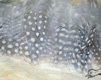 Cruelty Free Feathers Natural Lavender Guinea Fowl Feather Loose Feather Real Bird Feathers For Crafts White Polka Dots Qty 30 Size 1.5-2.5"