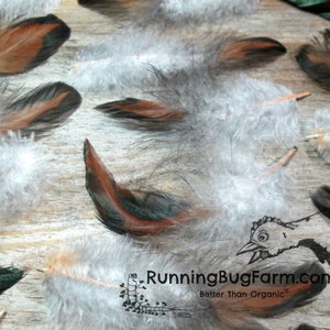 Black Laced Red Wyandotte Rooster Feathers For Crafts laid out.