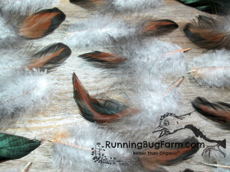 Black Laced Red Wyandotte Rooster Feathers For Crafts laid out.