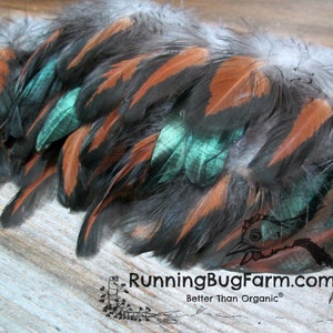 Natural Black Laced Red Wyandotte Rooster Feathers For Crafts