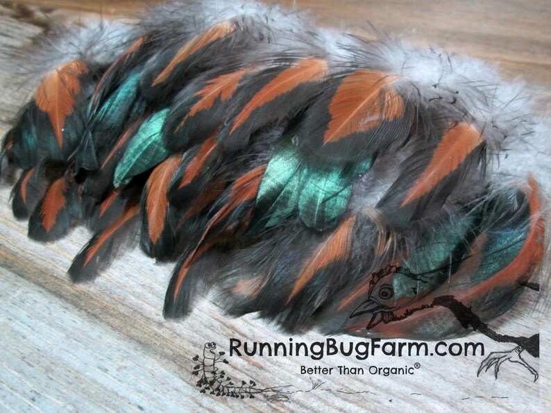 Natural Black Laced Red Wyandotte Rooster Feathers For Crafts