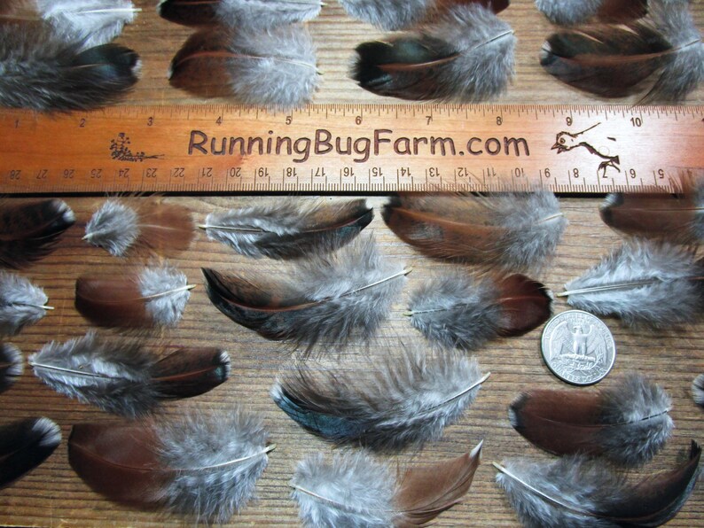 Colorful cruelty free Speckled Sussex hen chicken feathers for crafts neatly laid out next to a Running Bug Farm ruler and a USA silver quarter for size scale.