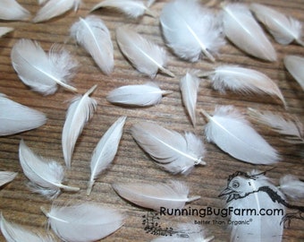 Mini Cruelty Free Feathers Natural Loose Feathers Molted Feathers Real Bird Feathers Barnyard Hen Feathers For Crafts Qty 30 Size Under 1"