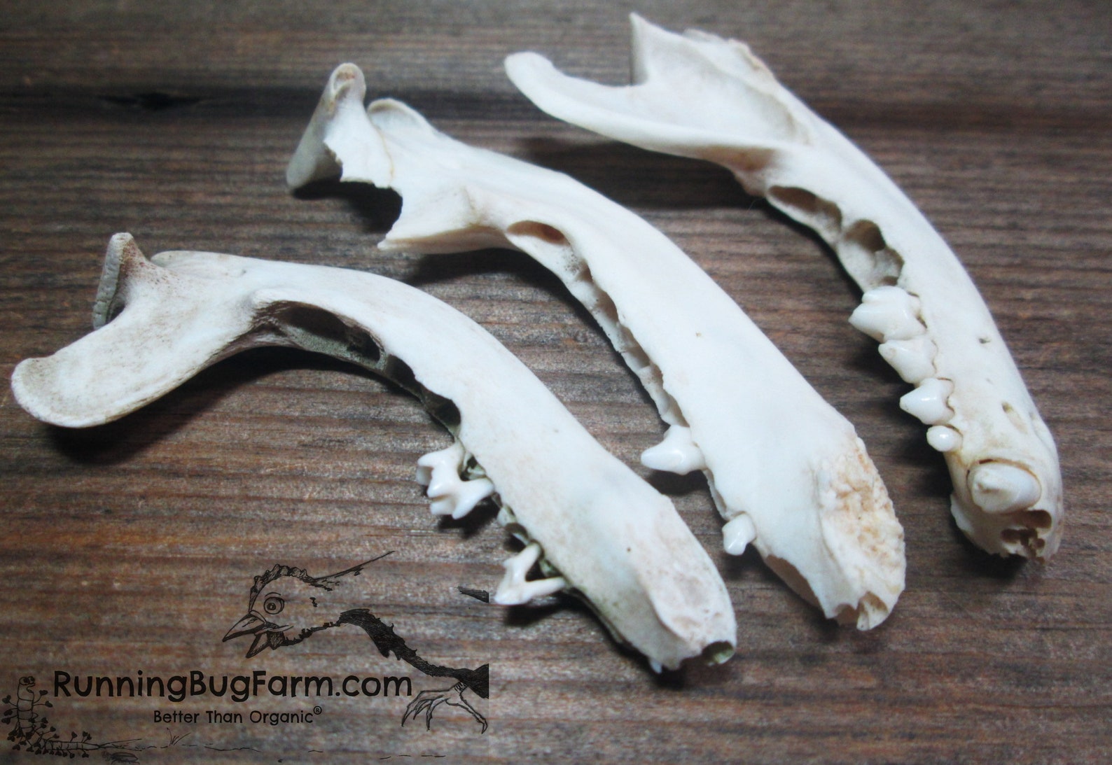 Real Raccoon Jaw Bones With Teeth Natural Raccoon Bone | Etsy