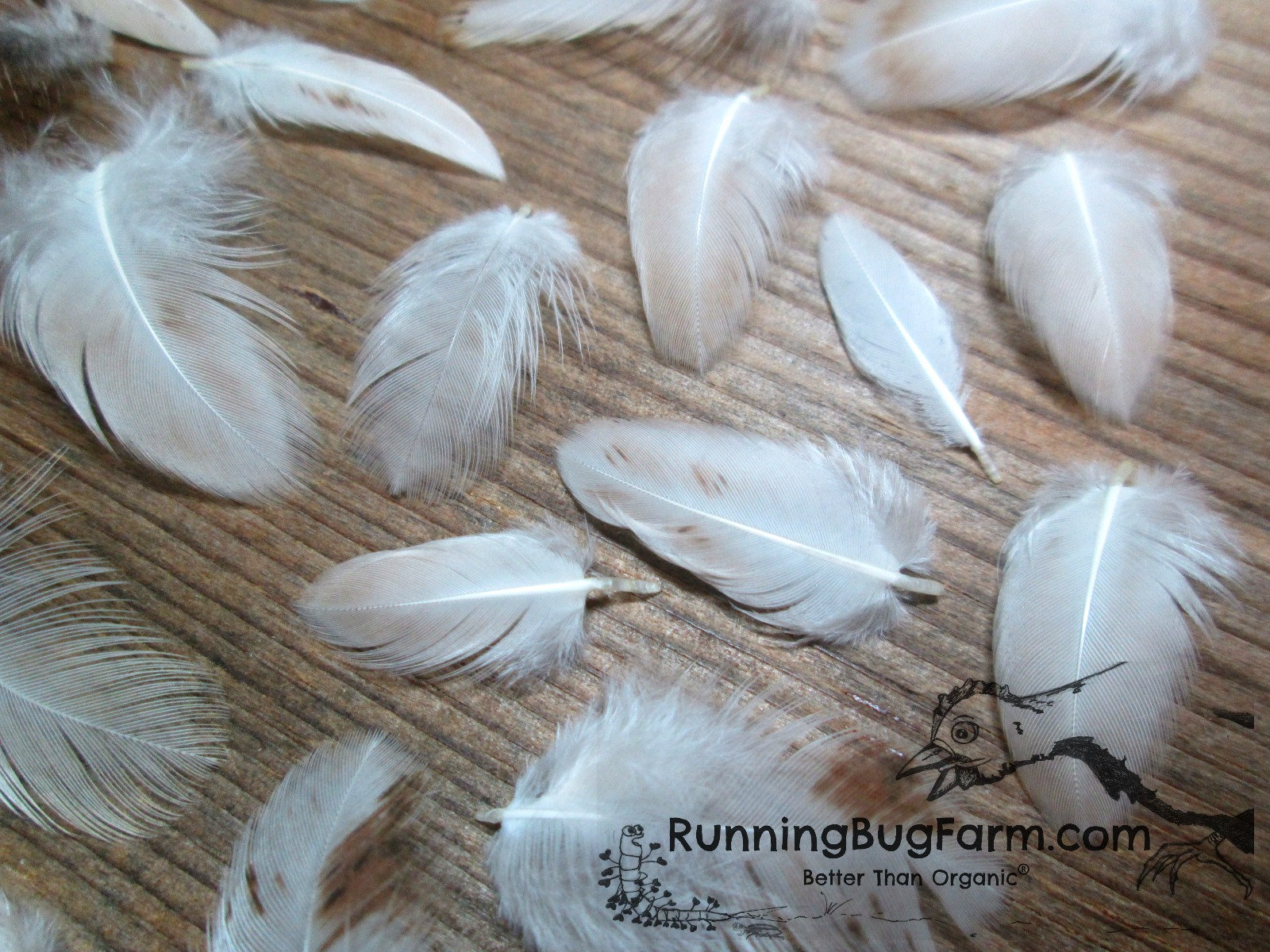 50pcs Feathers,turkey Feathers,white Feathers,fluffy Feathers,bulk,natural  Feathers,wholesale Feathers 13cm 18cm Long 