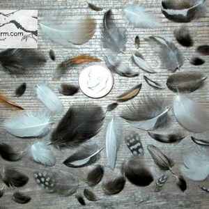 Miniature Cruelty Free Feather Assortment Real Bird Plumage Ethical Natural Mini Plumes For Crafts Laid Out Next To A Dime For Scale Qty 30 <1.5" XS
