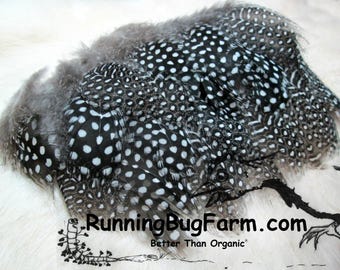 Cruelty Free Natural Guinea Fowl Feathers Real Loose Grey Plumes with White Polka Dots Marks and Spots for Eco Crafts Qty 30 Size 1.5-2.5"