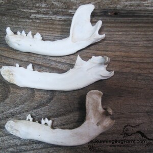 Real Raccoon Jaw Bones With Teeth Natural Raccoon Bone | Etsy