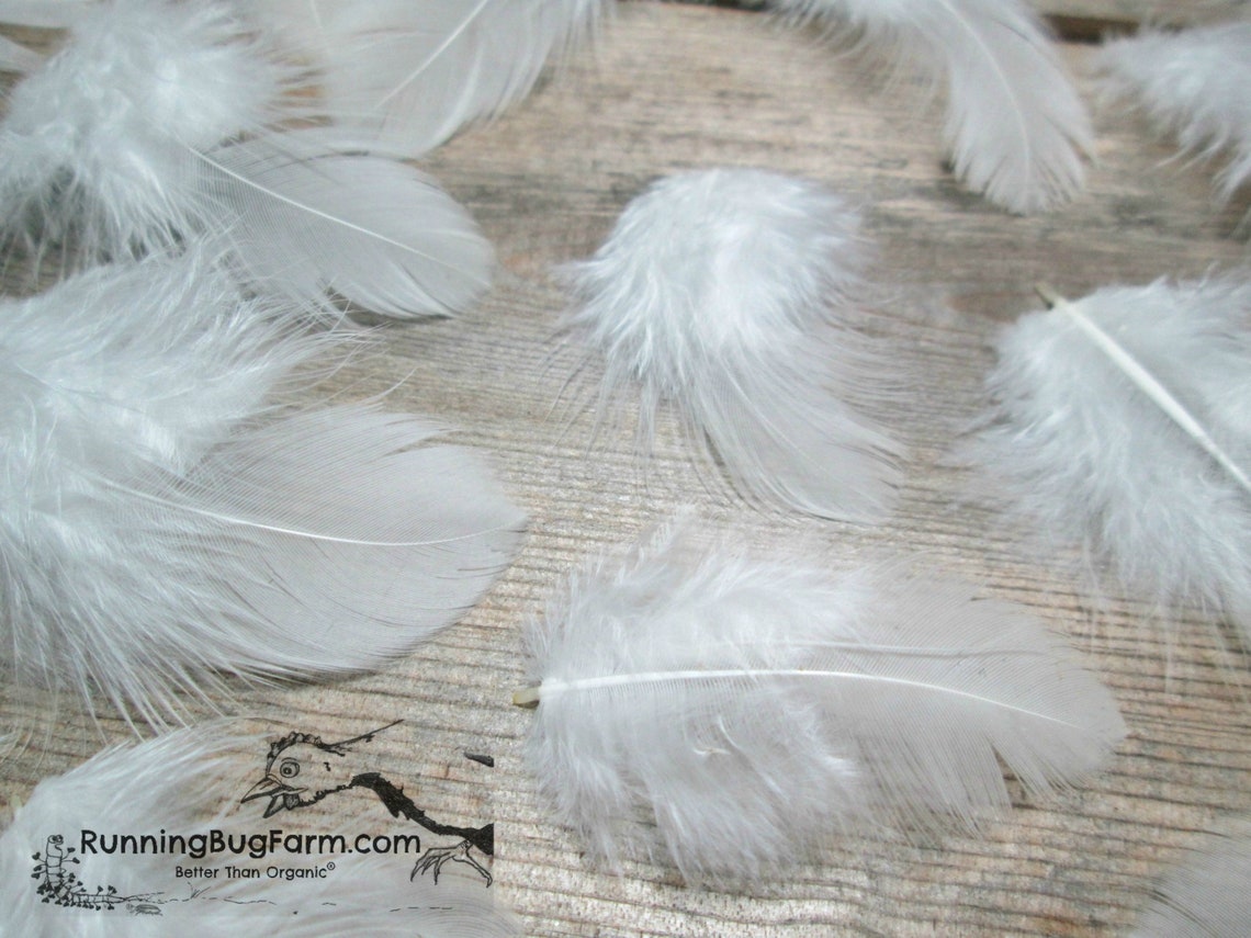White Feathers Real Feathers Natural Feathers Cruelty Free Etsy