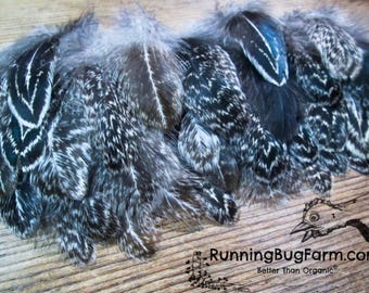 Cruelty Free Molted Black White Gray Dark Brahma Hen Chicken Feathers for Crafts all Natural Real Decorative Bird Plumage Qty 25 Size 3-3.5"