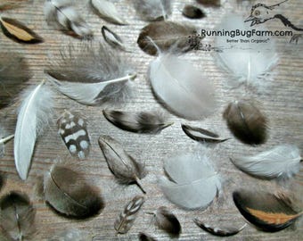 MINIATURE Feathers Cruelty Free Feather Assortment Real Bird Feathers Ethical Natural Feathers MINI Feathers for Crafts Qty 30 Size <1.5"