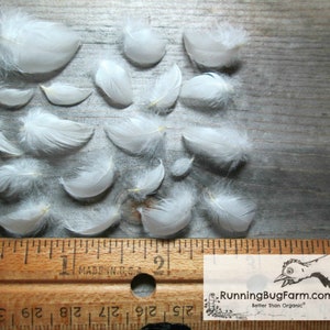 Real miniature White Wyandotte bird feathers neatly laid out next to a ruler for scale. The chicken plumes are any size less than one inch.