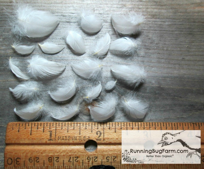 Real miniature White Wyandotte bird feathers neatly laid out next to a ruler for scale. The chicken plumes are any size less than one inch.
