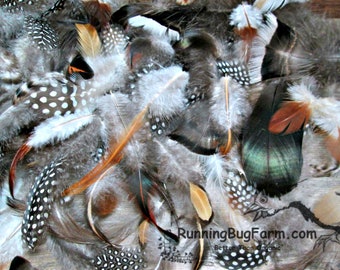 Cruelty Free Mixed Feathers Natural Guinea Feathers Turkey Feathers Chicken Duck Feather Molted Assortment Real Loose Eco Plumes 30 1.5-4.5"