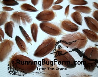 Mini Red Chicken Feathers Ethical Rhode Island Hen Birds Plumage for Crunchy Crafts Warm Rust Brown USA Eco Farmstead Qty 30 Size < 1"