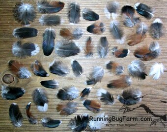Real Miniature Speckled Sussex Rooster Feathers Mini Calico Colored Ethical Plumes for Cruelty Free Crunchy Crafts Qty 30 Size 1-1.49"