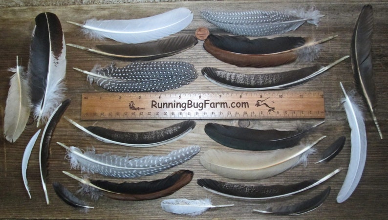 Mixed cruelty free wing and tail feather variety pack for crafts laid out next to a Running Bug Farm ruler and a penny.