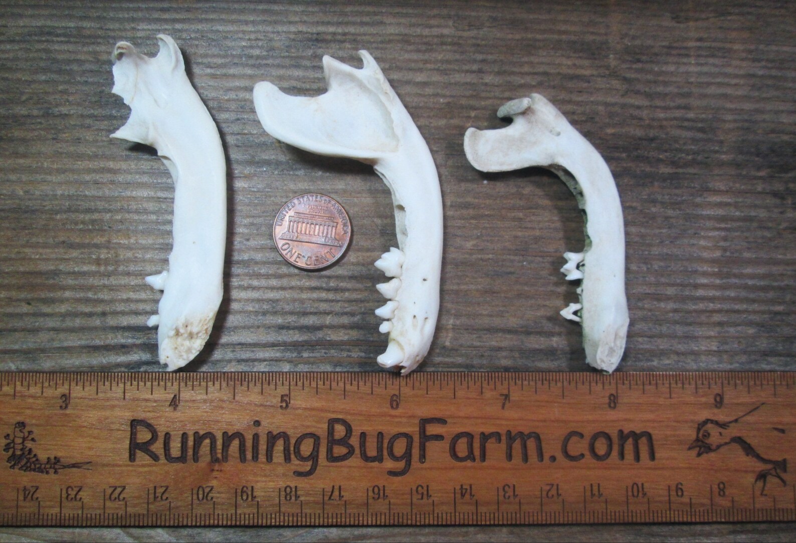 Real Raccoon Jaw Bones With Teeth Natural Raccoon Bone | Etsy