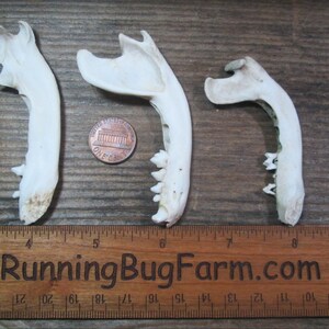 Real Raccoon Jaw Bones With Teeth Natural Raccoon Bone | Etsy