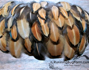 Small Cruelty Free Feathers Golden Laced Feathers Natural Black And Gold Real Bird Feathers Ethical Feathers For Crafts Qty 30 Size 1.5-2.5"