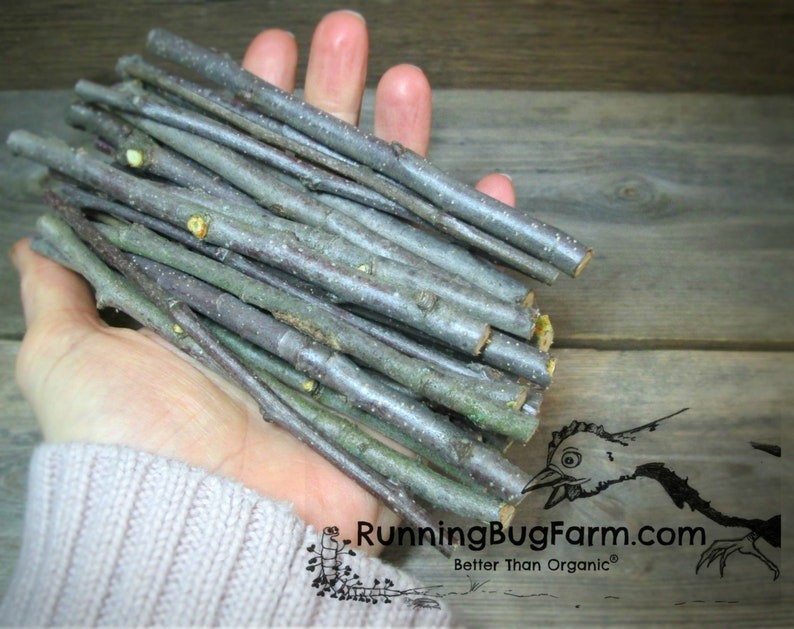 Natural Apple Branch Chew Stick Chew Treats for Bunnies Apple Bunny Treat Rabbit Pet Toys Organic Heirloom Apple Trees Non GMO Rabbit Treats