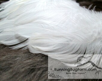 Ethical White Feathers Real Cruelty Free Feathers Eco Friendly Loose Plumage Naturally Molted Real Bird Plumes for Crafts Qty 25 Size 3-3.5"