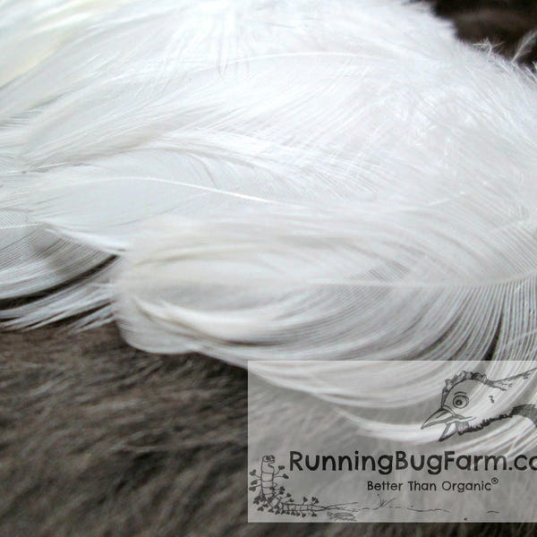 Ethical White Feathers Real Cruelty Free Feathers Eco Friendly Loose Plumage Naturally Molted Real Bird Feathers For Crafts Qty 25 3-3.5"